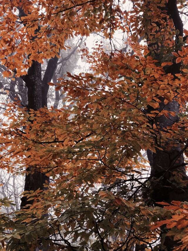 Гостиница Бештау Железноводск-135